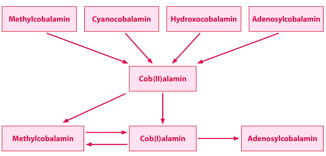 Umwandlung oral zugeführter Vitamin B12-Verbindungen in aktive Vitamin B12-Formen
