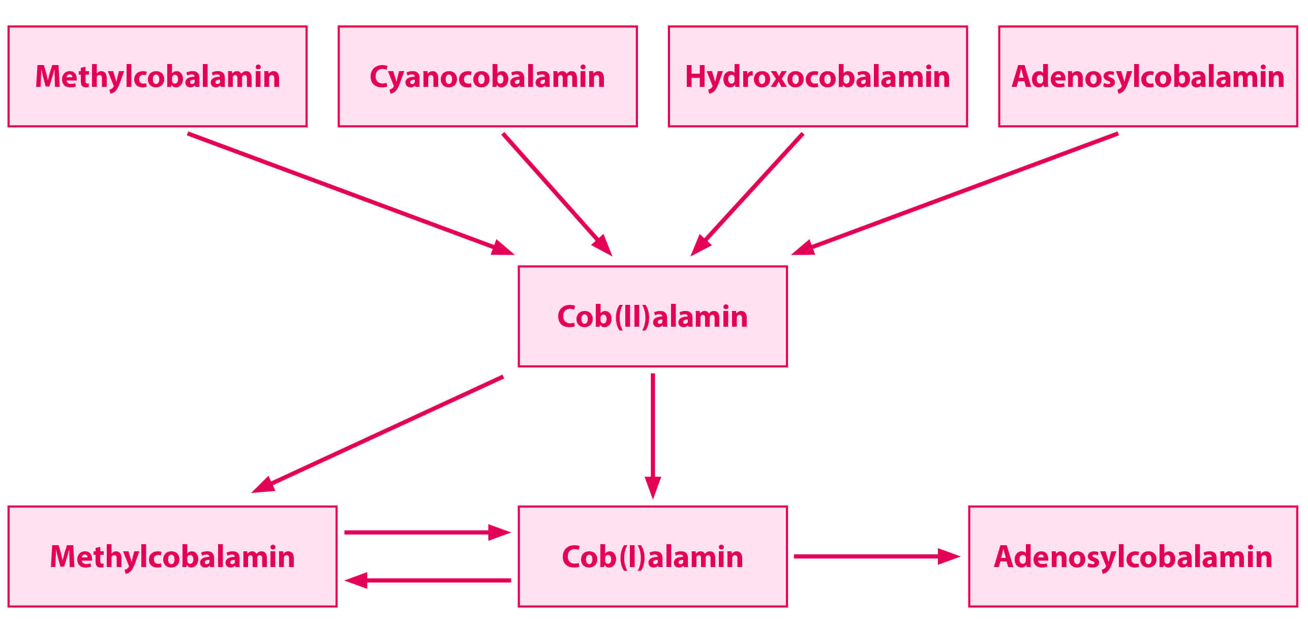 Umwandlung oral zugeführter Vitamin B12-Verbindungen in aktive Vitamin B12-Formen